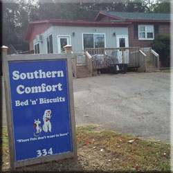 dog grooming 6